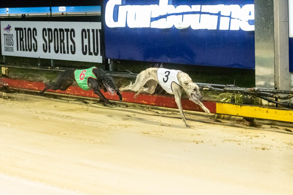 Weblec Ace Greyhound Racing Cranbourne